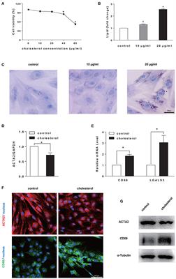 Substrate Stiffness Regulates Cholesterol Efflux in Smooth Muscle Cells